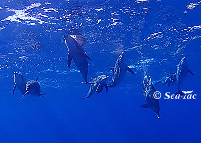 マッコウ終盤戦 小笠原 イルカ クジラ情報